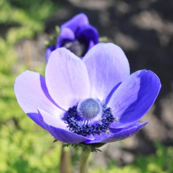 Anemone coronaria 'Mr Fokker'