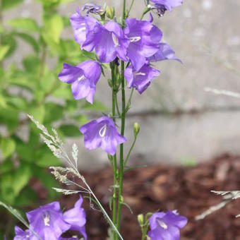 Campanula persicifolia 'Telham Beauty'