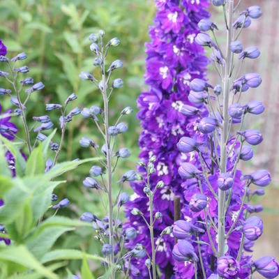 Ridderspoor - Delphinium 'Black Knight'