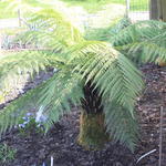 Tasmaanse boomvaren - Dicksonia antarctica