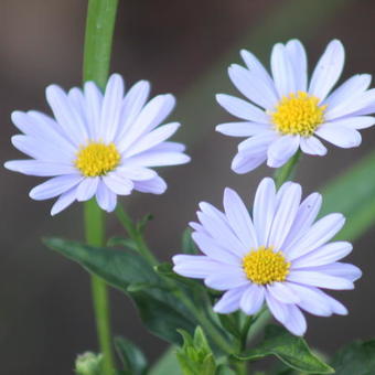 Kalimeris incisa 'Blue Star'