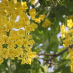 Gouden regen - Laburnum x watereri 'Vossii'