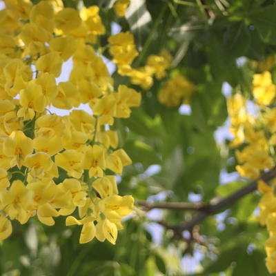 Laburnum x watereri 'Vossii' - Gouden regen