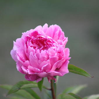 Paeonia lactiflora 'Bunker Hill'