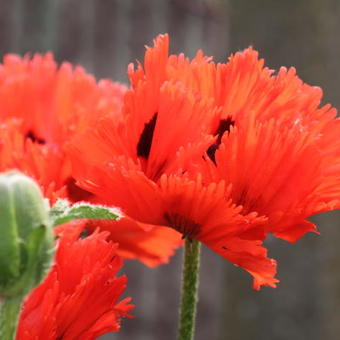 Papaver orientale 'Türkenlouis'