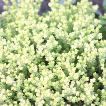 Sedum acre 'Elegans'