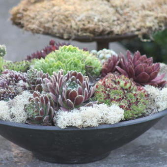 Sempervivum