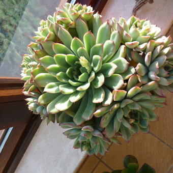 Echeveria elegans