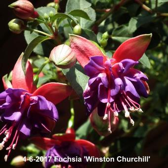 Fuchsia 'Winston Churchill'