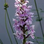 Dactylorhiza fuchsii - Orchidee