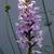 Dactylorhiza fuchsii