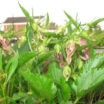 Campanula punctata 'Pink Octopus'