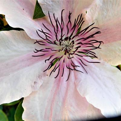 Bosrank - Clematis 'Hagley Hybrid' 