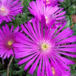 Delosperma 'Pink Zulu' - IJsbloem