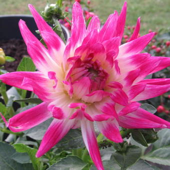 Dahlia 'Dutch Explosion'