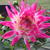 Dahlia 'Dutch Explosion'