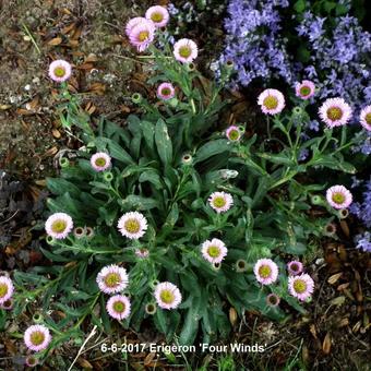 Erigeron 'Four Winds'