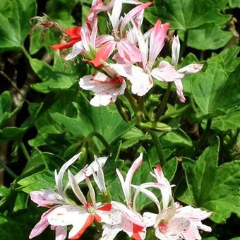 Pelargonium x hortorum 'Vectis Glitter' (stellartype)