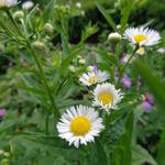 Erigeron annuus - Zomerfijnstraal