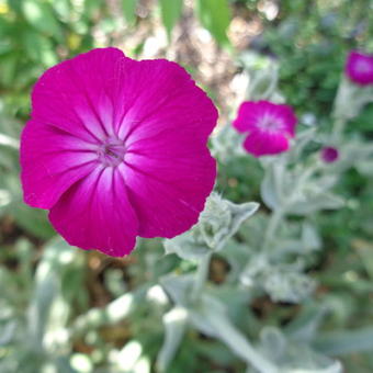 Lychnis coronaria