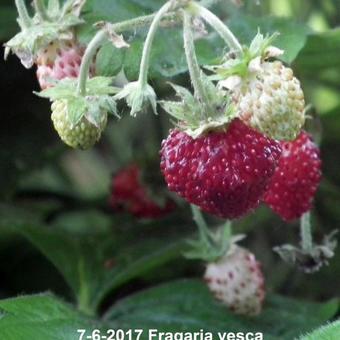 Fragaria vesca