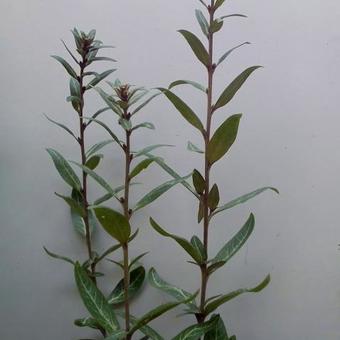 Lysimachia minoricensis