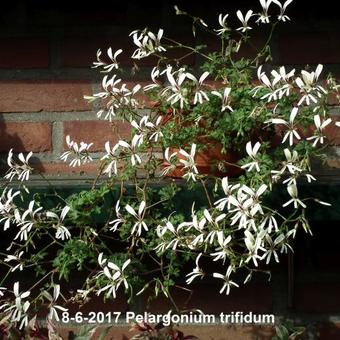 Pelargonium trifidum