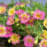 Calibrachoa 'Chameleon Double Pink-Yellow' - Mini petunia