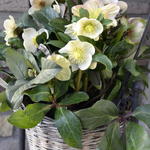 Helleborus x ballardiae HGC 'Snow Dance' - Nieskruid