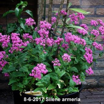 Silene armeria