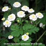 Tanacetum parthenium 'White Bonnet' - Moederkruid