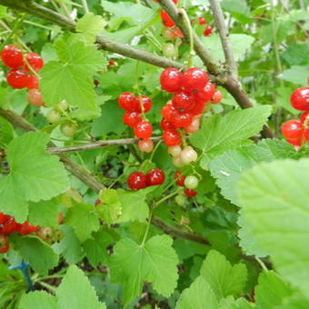 Ribes rubrum 'Rondom'