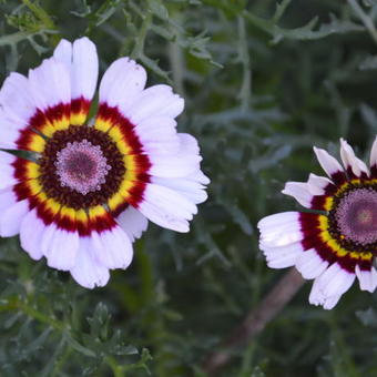 Chrysanthemum carinatum 'Cockade'