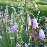 Campanula rapunculus - Rapunzelklokje