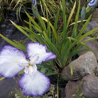 Iris ensata 'Gracieuse'