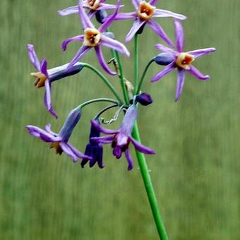 Tulbaghia 'Moya'