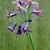 Tulbaghia 'Moya'