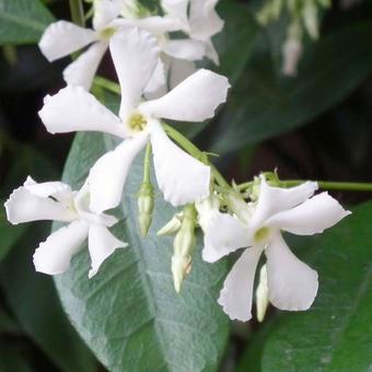 Trachelospermum jasminoides