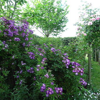 Rosa 'Veilchenblau'