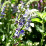 Scutellaria columnae - Trosglidkruid