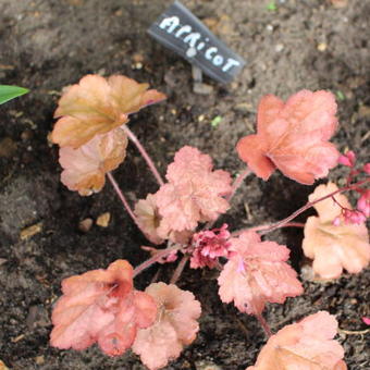 Heuchera 'Apricot'