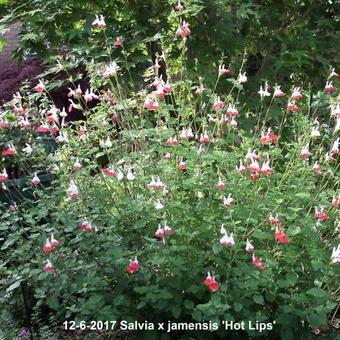 Salvia x jamensis 'Hot Lips'