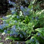 Corydalis flexuosa - Helmbloem