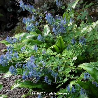 Corydalis flexuosa