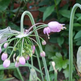 Allium cernuum