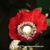 Papaver somniferum