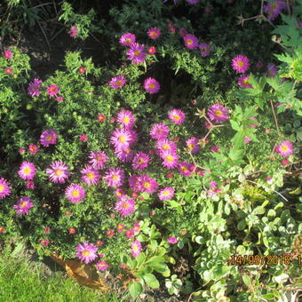 Aster dumosus  ‘Alice Haslam’