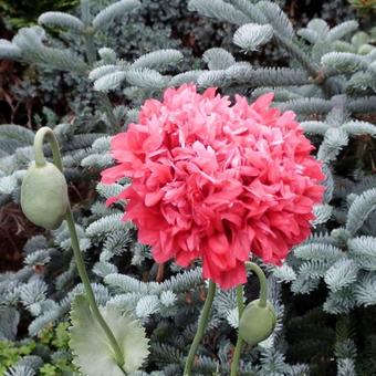 Papaver somniferum