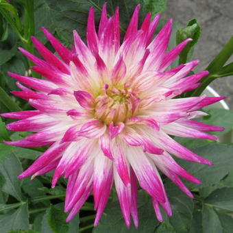 Dahlia 'Dutch Explosion'