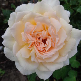 Rosa 'Chandos Beauty'